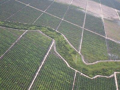 Palm Oil And Machine Learning