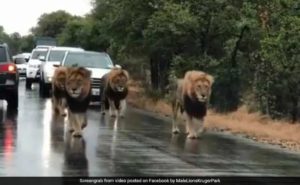 Animals blocking the road