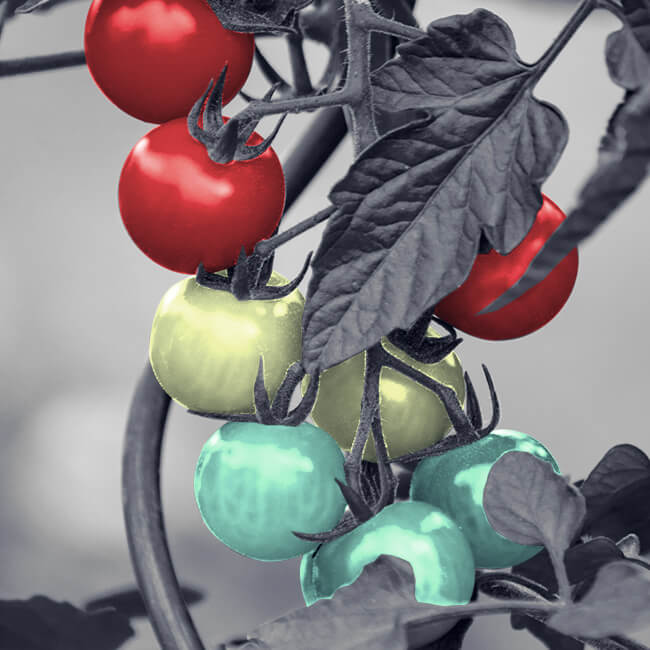 iMerit experts perform pixel-perfect semantic segmentation of crops and weeds