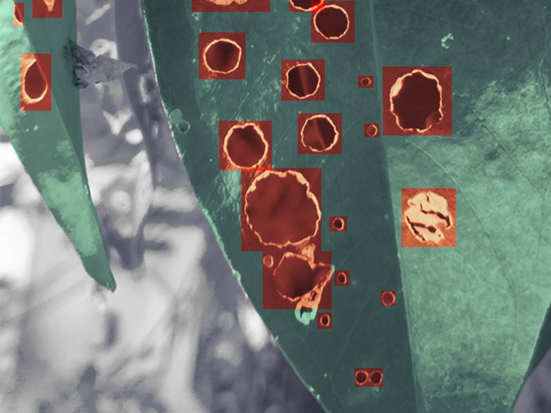 Create larger harvest yields with computer vision