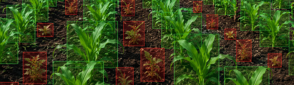 Improving Crop and Weed Detection With Expert Image Annotation
